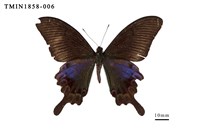 藏品(雙環翠鳳蝶)的圖片